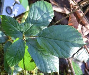 Fine-panicled Bramble