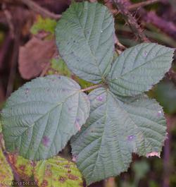 Tuberculed Bramble