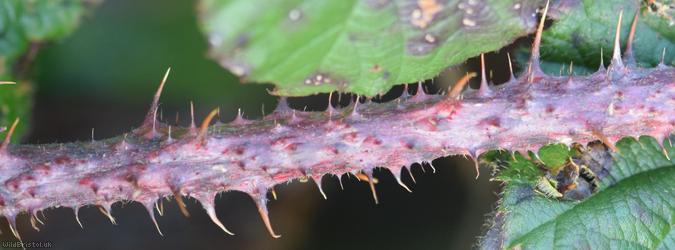 Tuberculed Bramble
