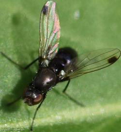 Lesser Dung Fly
