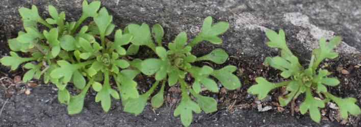 Rue-leaved Saxifrage