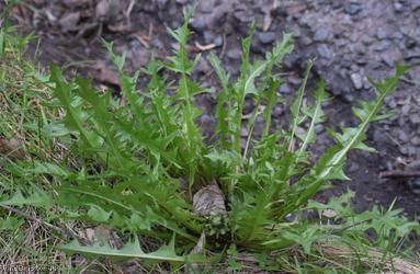Beautiful-leaved Dandelion
