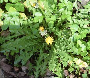 Yellow-styled Dandelion