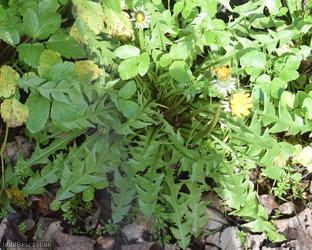 Yellow-styled Dandelion