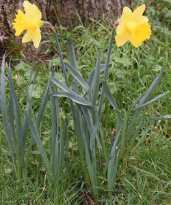 Spanish Daffodil