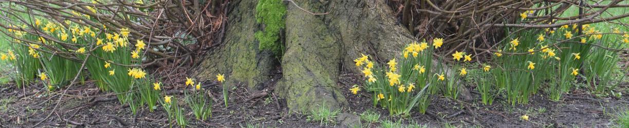 Head-to-head Daffodil