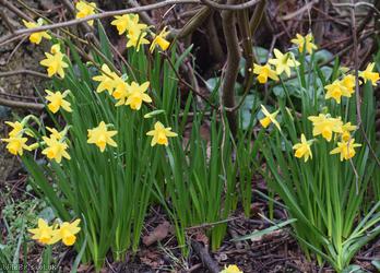 Head-to-head Daffodil