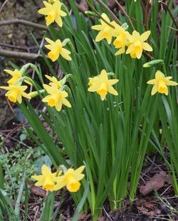 Head-to-head Daffodil