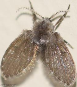 Clogmia albipunctata