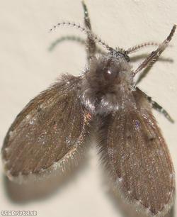 Clogmia albipunctata