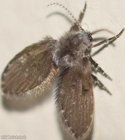 Clogmia albipunctata