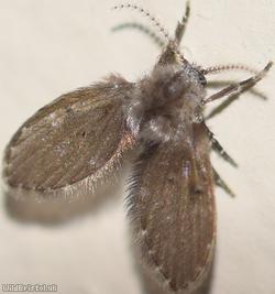 Clogmia albipunctata