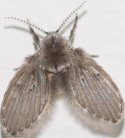 Clogmia albipunctata