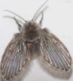 Clogmia albipunctata