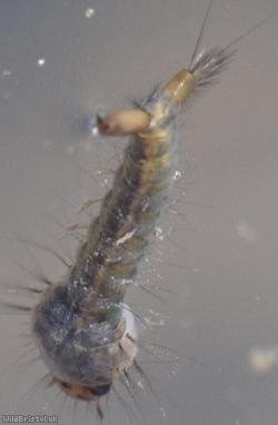 Mosquito Unidentified