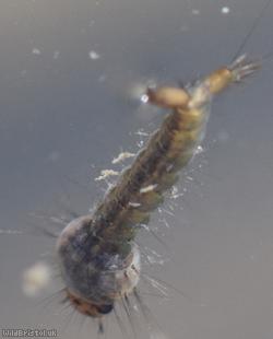 Mosquito Unidentified