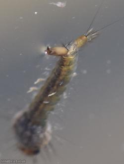 Mosquito Unidentified