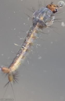 Mosquito Unidentified