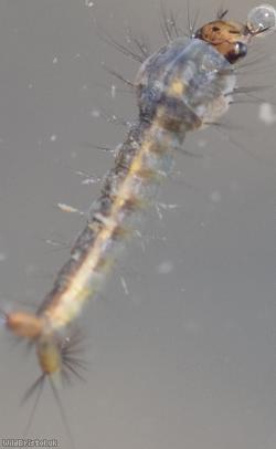 Mosquito Unidentified