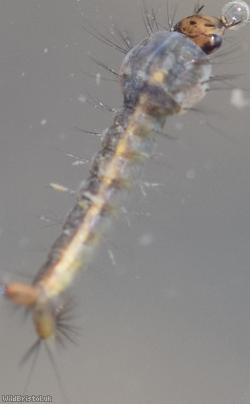 Mosquito Unidentified