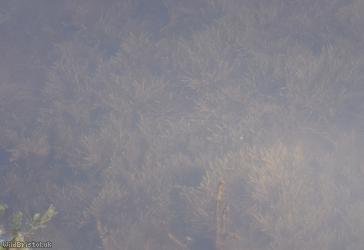 Cladophoraceae Unidentified