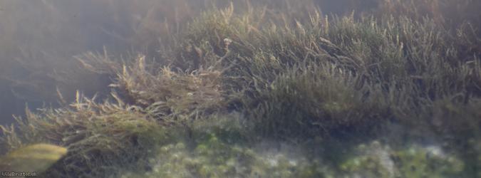 Cladophoraceae Unidentified