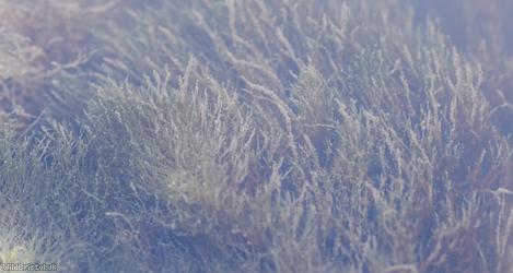 Cladophoraceae Unidentified