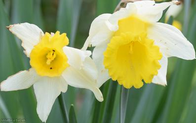 Large-flowered Daffodil