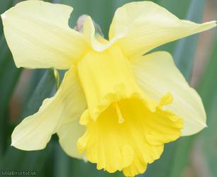 Large-flowered Daffodil