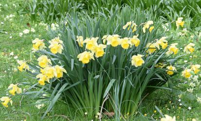 Large-flowered Daffodil