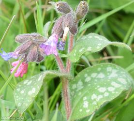 Lungwort