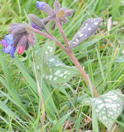 Lungwort