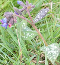 Lungwort