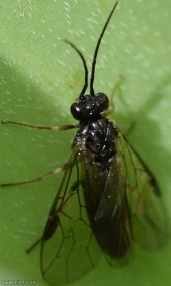 Compressed Knucklehorn