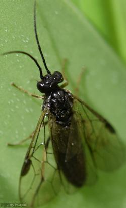 Compressed Knucklehorn