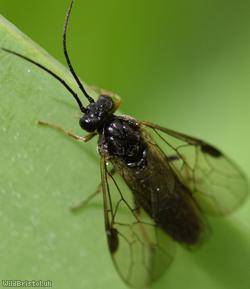 Compressed Knucklehorn