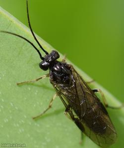 image for Compressed Knucklehorn