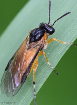 Orange-shouldered Rose Sawfly