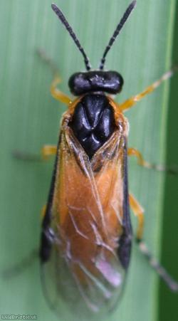 Orange-shouldered Rose Sawfly