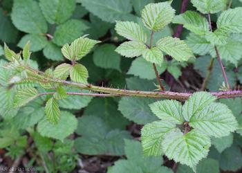Densely-hairy Bramble