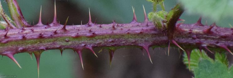 Densely-hairy Bramble