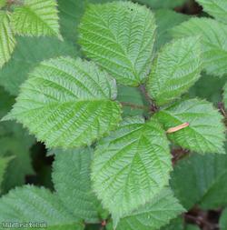 Densely-hairy Bramble