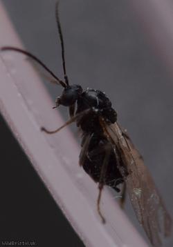 Cynipidae Unidentified 2