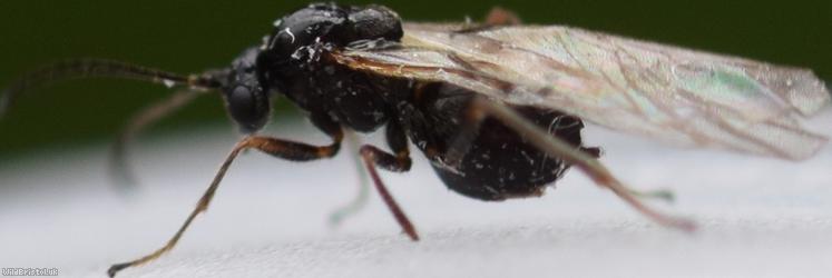 Cynipidae Unidentified 2