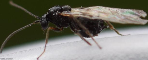 Cynipidae Unidentified 2