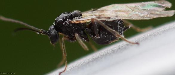 Cynipidae Unidentified 2