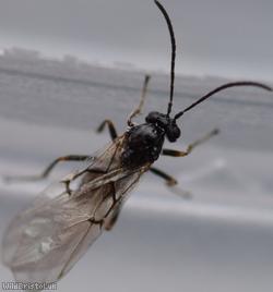 Cynipidae Unidentified 2