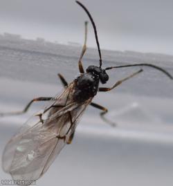 Cynipidae Unidentified 2