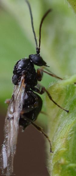 Cynipidae Unidentified 2