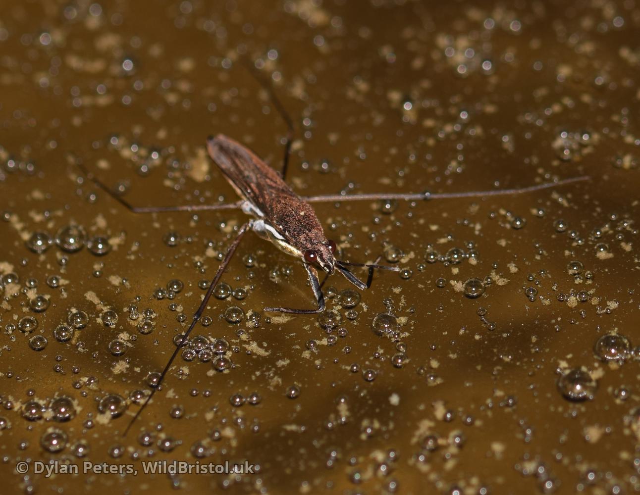 First Common Pondskater (Gerris lacustris) to colonise the new pond., 3.03.25